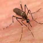 Dengue Mosquito
